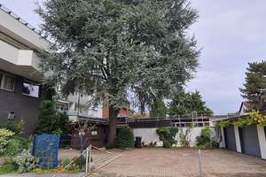 Mehrfamilienhaus mit Gewerbeeinheit - attraktive Kapitalanlage in guter Lage – Andreas-Bräm-Straße 19, 47506 Neukirchen-Vluyn – Vorschaubild 4