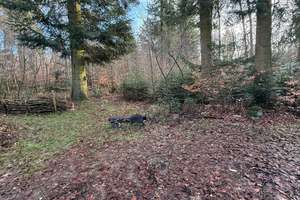 Naturliebhaber aufgepasst: Gemütliches Haus im Hardter Wald – Die vollständige Adresse der Immobilie erhältst du vom Anbieter., 41169 Hardter Wald, Mönchengladbach – Vorschaubild 10