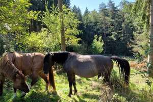 GUTSHOF IN TRAUMHAFTER NATUR – Die vollständige Adresse der Immobilie erhältst du vom Anbieter., 84337 Schönau – Vorschaubild 12
