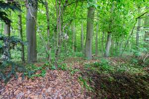 Reihenmittelhaus direkt am Wald in Misburg | Carport | großer Garten – Die vollständige Adresse der Immobilie erhältst du vom Anbieter., 30629 Misburg-Nord, Hannover – Vorschaubild 33