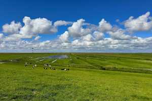 Direkt hinterm Deich zwischen Otterndorf und Belum – Cuxhaven (Kreis) – Vorschaubild 12