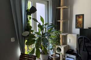 Zuhause mit 2 Zimmern in Dresden Striesen-West – Gluckstrasse 4, 1309 Striesen-West, Dresden – Vorschaubild 3