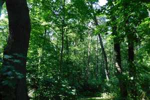 Traumhaftes Grundstück mit Bauernhaus, ca. 7 ha Wald, Teich und Nebengebäude – Parchim (Kreis) – Vorschaubild 25