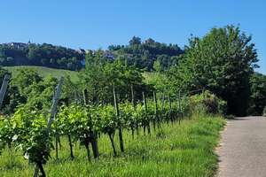 Ruhige Oase am Weinberg: Goldtäleweg in Untertürkheim – Goldtäleweg 11, 70327 Gehrenwald, Stuttgart – Vorschaubild 8