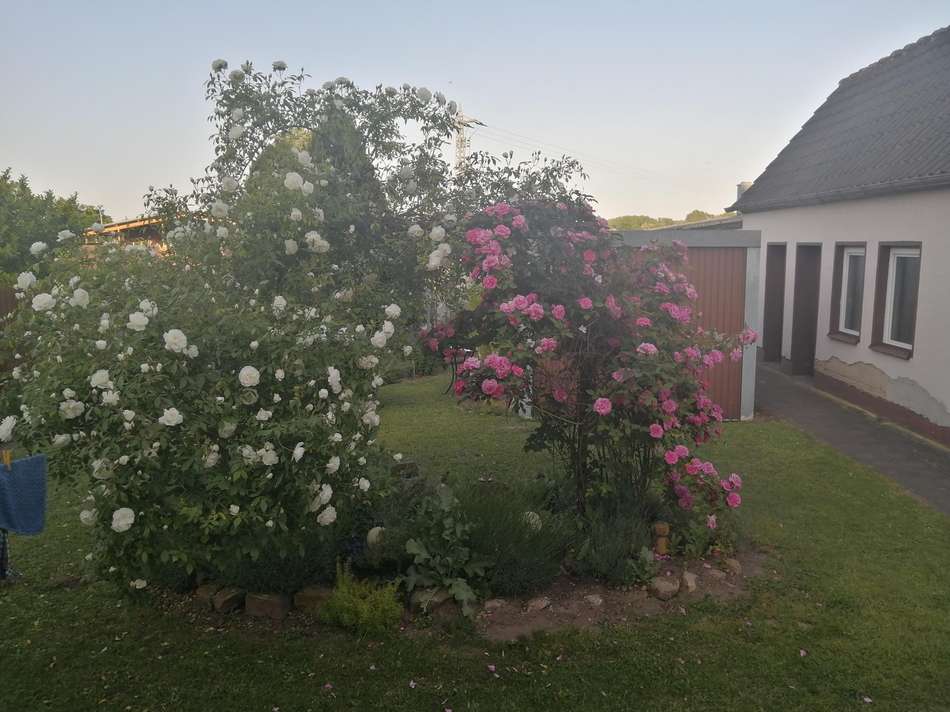 Duftrosen im Garten