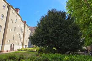 Schöne 2-Zimmer-Altbauwohnung mit großem Keller – Die vollständige Adresse der Immobilie erhältst du vom Anbieter., 13437 Wittenau, Berlin – Vorschaubild 10