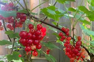 Property thumbnail 22