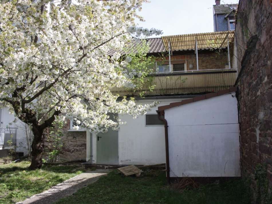 Garten mit altem Baum