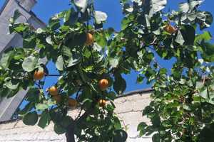 Krefeld - City/ schöne 2 Zi. Whg. im EG mit Sonnen-Terrasse und Garten – Krefeld – Vorschaubild 15