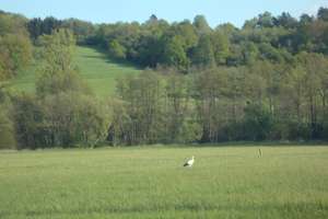 Eigenheim mit Ausblick + Randlage in Ortenberg Eckartsborn – Die vollständige Adresse der Immobilie erhältst du vom Anbieter., 63683 Ortenberg – Vorschaubild 14