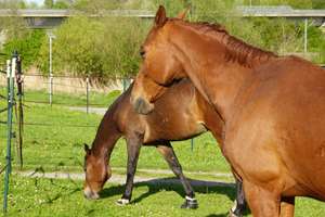 Aussiedlerhof | kernsaniertes Wohnhaus | 6.000m² | Pferdestall + Scheune + Werkstatt + Wiesen – Die vollständige Adresse der Immobilie erhältst du vom Anbieter., 75031 Eppingen – Vorschaubild 1