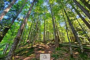 Einzigartiges Naturjuwel in den Allgäuer Alpen – anerkannte Alpe mit Wald- und Weideflächen – Die vollständige Adresse der Immobilie erhältst du vom Anbieter., 87538 Balderschwang – Vorschaubild 26