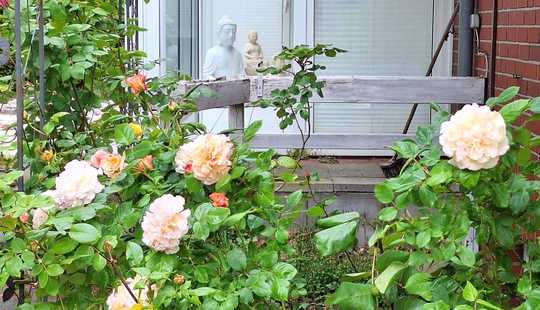 Bild von Courtagefrei! Sommer, Sonne, Gemütlichkeit