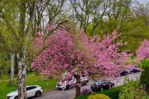 4 Zimmer - Altbauwohnung direkt am Stadtpark Nähe Wakenitz 