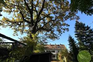 ** EIN-familienhaus Traum ** 5 Zimmer ** ca. 311 qm Grundstück ** Garten mit altem Baumbestand ** – Marloffsteiner Straße 82, 90411 Nürnberg – Vorschaubild 55