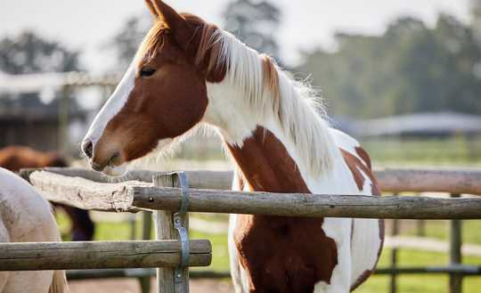 Exklusives Anwesen mit Pferdebereich in Oer-Erkenschwick von Privat zu verkaufen!