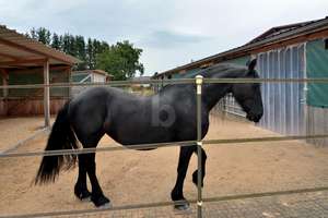 PFERDERANCH, REITANLAGE, TRAUMHAUS, SPITZENPREIS – Die vollständige Adresse der Immobilie erhältst du vom Anbieter., 55767 Meckenbach – Vorschaubild 3