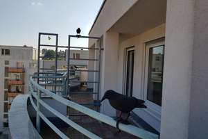 Penthouse | Renoviert | 2-Zimmer | Dachterrasse | Aufzug | TG-Platz – Die vollständige Adresse der Immobilie erhältst du vom Anbieter., 75172 Weststadt, Pforzheim – Vorschaubild 3