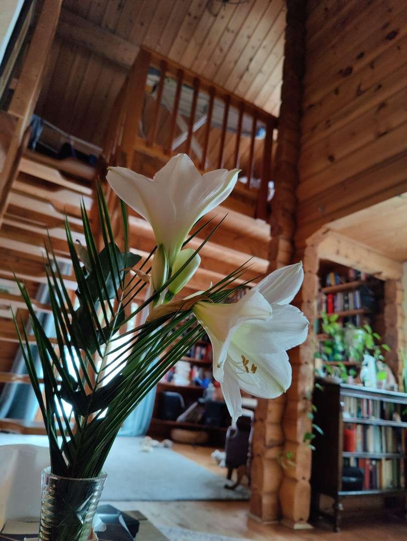 Immobilie in Olzheim - Holzblockbohlenhaus mit Pferdestall, Longierhalle, Paddock und arrondiertem Weideland - Bild 6