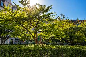 Maxvorstadt-Bestlage am Josephsplatz: Sonnige 3-Zi.-Whg. mit Balkon in absolut ruhiger Innenhoflage – Hiltenspergerstr. 11, 80798 Josephsplatz, München – Vorschaubild 13