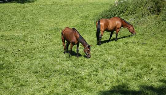 Bild von ***Ein Hof mit Geschichte * Ein Haus mit Charakter * Ein Ort mit Seele! In Hünstetten-Beuerbach
