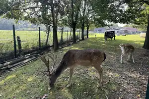 Natur und Idylle pur!
Gepflegtes Mobilheim im Mobilheimpark Gescher – Borken (Kreis) – Vorschaubild 28