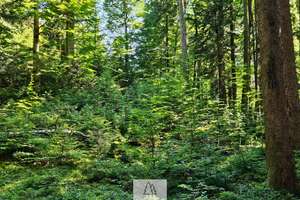 Einzigartiges Naturjuwel in den Allgäuer Alpen – anerkannte Alpe mit Wald- und Weideflächen – Die vollständige Adresse der Immobilie erhältst du vom Anbieter., 87538 Balderschwang – Vorschaubild 34