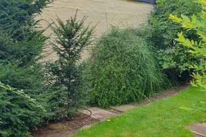 Wohnen zwischen Tegeler See, Havel & Tegeler Forst – EFH mit Garten in ruhiger, privater Wohnanlage – 13505 Konradshöhe, Berlin – Vorschaubild 12