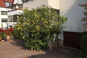 MA-Almenhof, 3 Zimmer WG, Wintergarten, TL Bad, G-WC, 99 m², EG. – August-Bebel-Straße 94, 68199 Neckarau, Mannheim – Vorschaubild 14