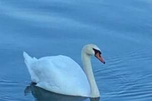 1. Reihe Bodensee: Ferienapartments mit Café & Seesicht – flexibel nutzbar