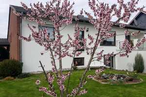 Großzügiges Einfamilienhaus mit Einliegerwohnung in ruhiger Lage von Katlenburg-Lindau – Northeim (Kreis) – Vorschaubild 1
