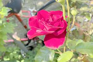 Property thumbnail 36