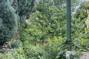 Charmantes Einfamilienhaus mit Garten und großem Potenzial in Frankfurt – 65936 Sossenheim, Frankfurt am Main – Vorschaubild 15