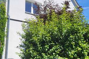 Besonderes Einfamilienhaus mit einer vermieteten Einliegerwohnung im OG! – Die vollständige Adresse der Immobilie erhältst du vom Anbieter., 51109 Brück, Köln – Vorschaubild 7