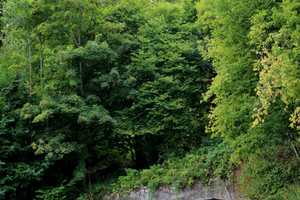 Großes Landhaus mit direktem Moselblick!! – Bernkastel-Wittlich (Kreis) – Vorschaubild 50