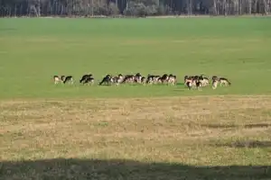 Wohnen in ruhiger Waldrandlage! – Wittenberg (Kreis) – Vorschaubild 13