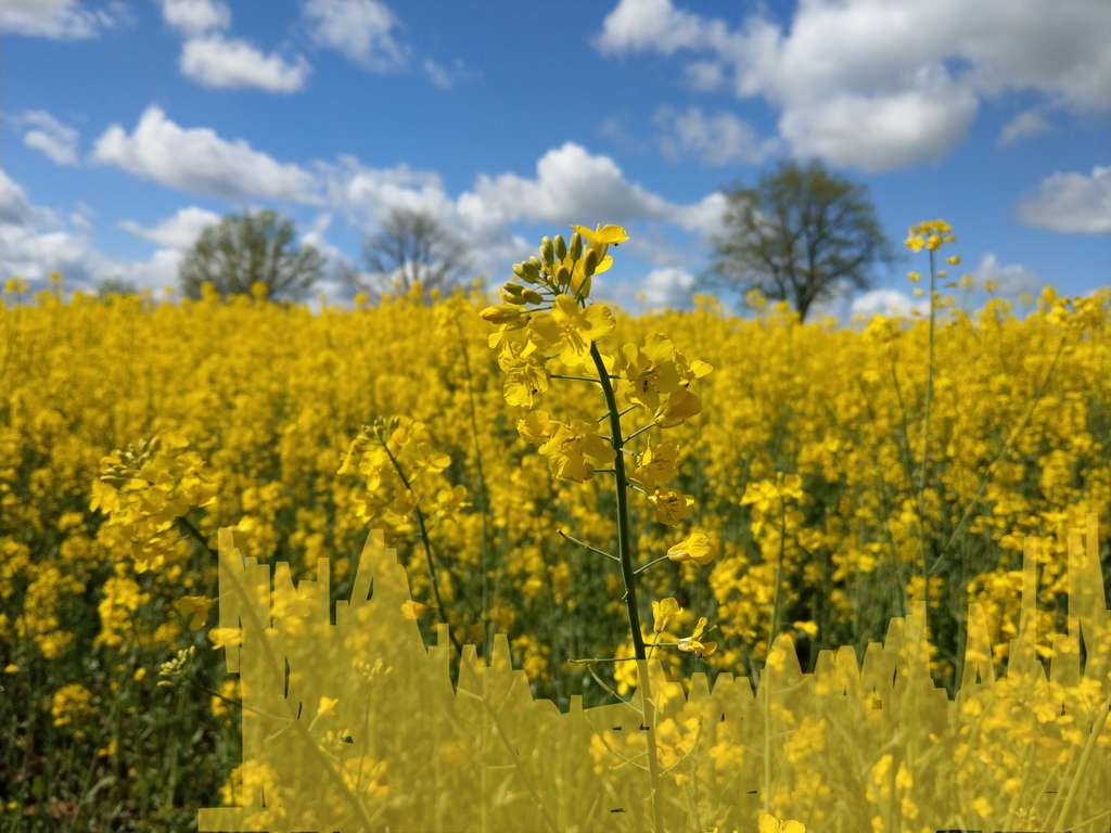 Immobilie in Käbschütztal - Wohnen mit Freunden im Doppelhaus - Bild 4