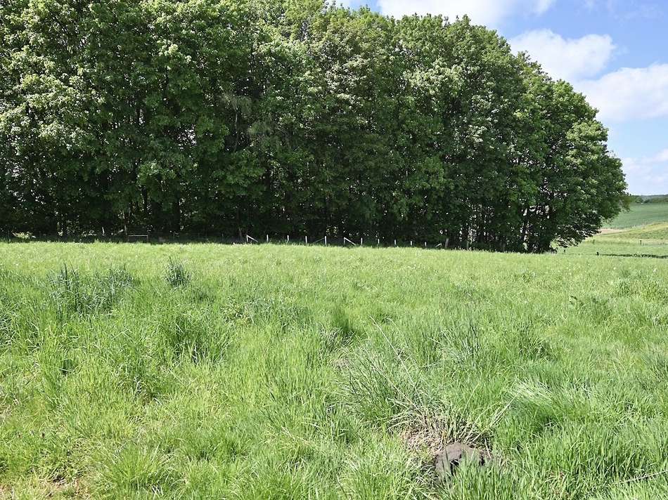 Eigene Wiese hinter dem Garten