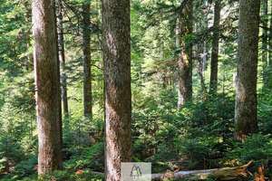 Einzigartiges Naturjuwel in den Allgäuer Alpen – anerkannte Alpe mit Wald- und Weideflächen – Die vollständige Adresse der Immobilie erhältst du vom Anbieter., 87538 Balderschwang – Vorschaubild 36