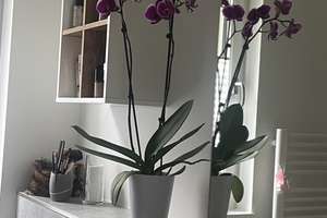 Moderne Wohnung mit eigenem Garten – Ruhe trifft Komfort – Biebricher-Allee 108, 65187 Biebrich, Wiesbaden – Vorschaubild 10