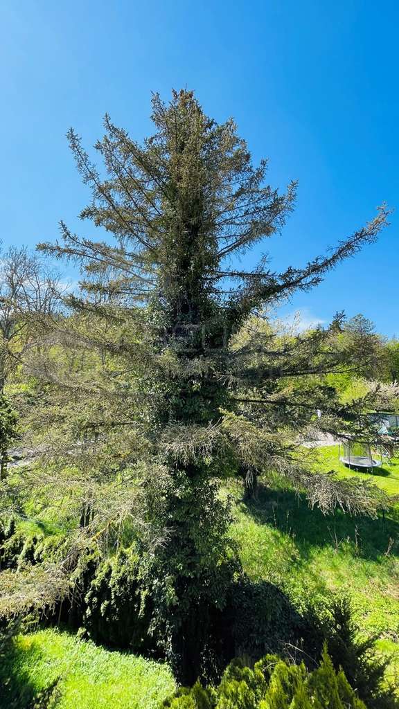 Immobilie in Bad Schwalbach - Familienfreundlich am idyllischen Bachlauf gelegen -provisionsfrei- - Bild 3