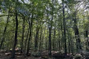 Gut geschn. Doppelhaushälfte mit Potential (Baureserve,GRZ:0,2/GFZ:0,4) in bel. Lage v. Heiligensee! – Silberhammerweg 4a, 13503 Berlin – Vorschaubild 8