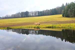 Großes landwirtschaftliches Anwesen mit 2 Häusern, Nebengebäuden, Wohnmobilstellplätzen etc. – Odenwaldkreis – Vorschaubild 14
