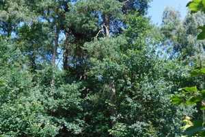 Traumhaftes Grundstück mit Bauernhaus, ca. 7 ha Wald, Teich und Nebengebäude – Parchim (Kreis) – Vorschaubild 27