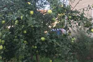  5-Zimmer-EFH mit gehobener Innenaussattung, große Scheune, großer Obstgarten, ruhig        – Passau (Kreis) – Vorschaubild 18