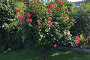Freistehendes Einfamilienhaus mit schön eingewachsenem Garten - von Privat – Rheingau-Taunus-Kreis – Vorschaubild 23