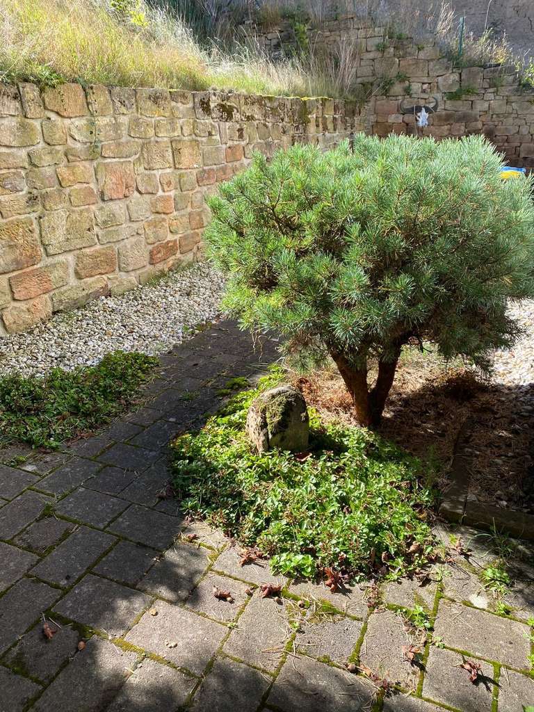 Immobilie in Hermsdorf - Einfamilienhaus in sehr ruhiger Randlage - Bild 3