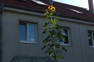 Preiswertes 6-Zimmer-Reihenmittelhaus in Schöneiche bei Berlin – Oder-Spree (Kreis) – Vorschaubild 1