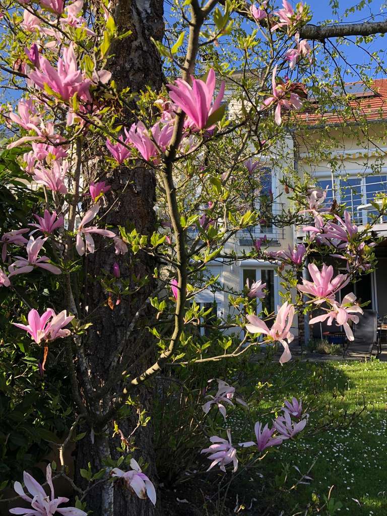 Immobilie in Heiligenberg - In  paradiesischer Lage DHH inkl. Gäste Apartment mit himmlischem Panoramaausblick - Bild 0