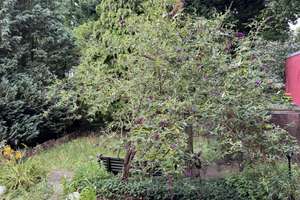 gemütlicher Bungalow mit tollem Terrassen-und Gartenbereich – Theodor-Heuss-Strasse 17, 48691 Vreden – Vorschaubild 8